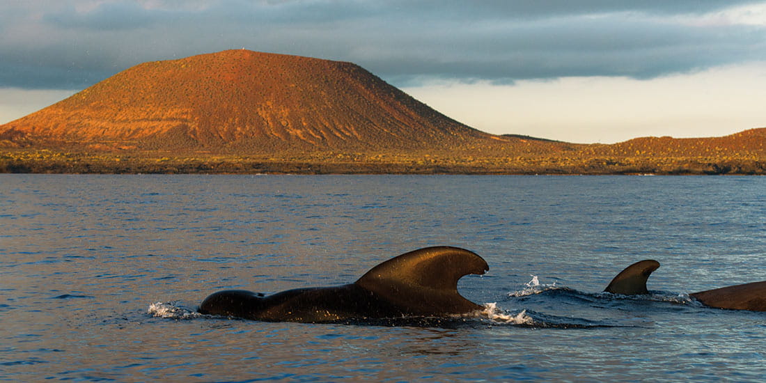 Go whale spotting in Tenerife